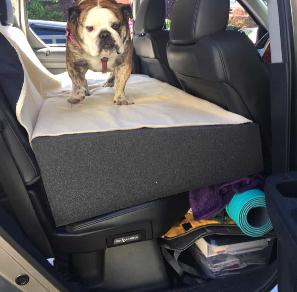 Bulldog standing on car seat platform in vehicle.